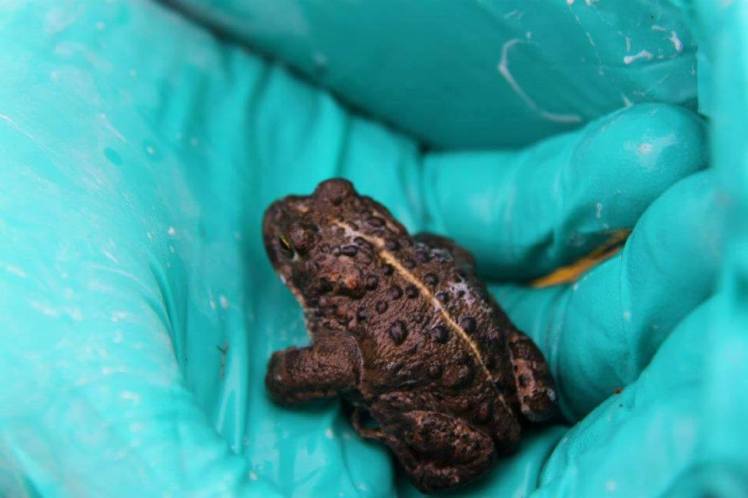 A natterjack toad being swabbed during the HSI chytrid survey. Note the yellow dorsal line. Credit: Lisa Fay Davin