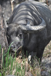 Water buffalo on the island of Rinca. Photo by John Dunbar