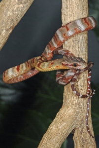 Dog-toothed Cat snake (Boiga cynodon) 